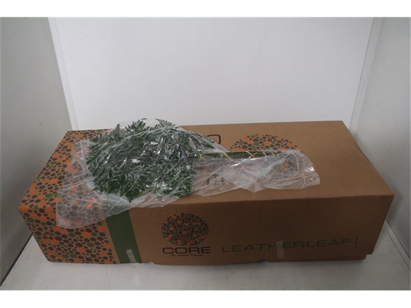 Praprot Ex x35 (vacuum) (p. bunch) c1239