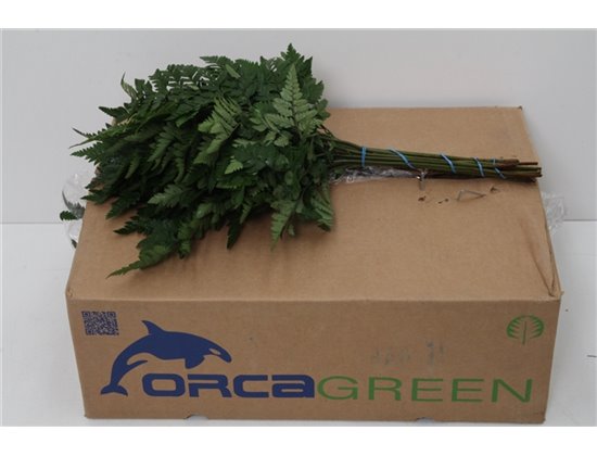 Praprot Small x20 (p. bunch) c1242