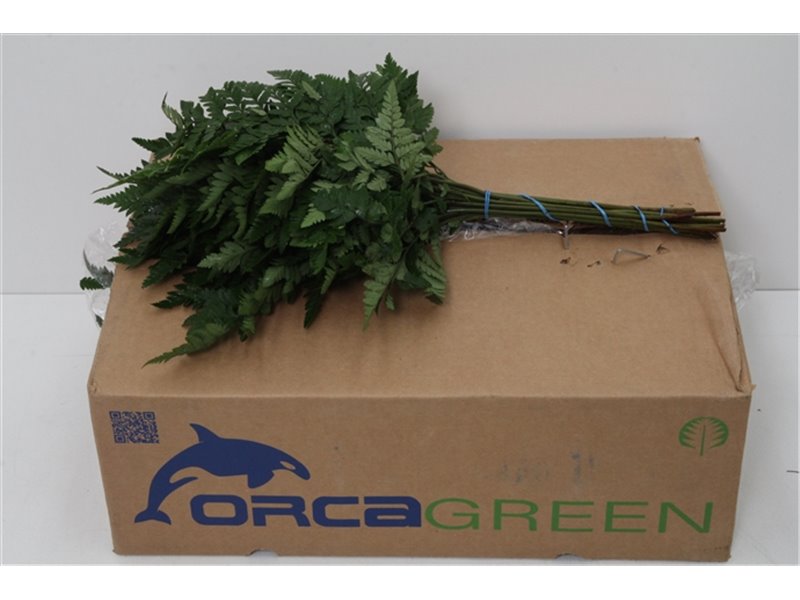 Praprot Small x20 (p. bunch) c1242