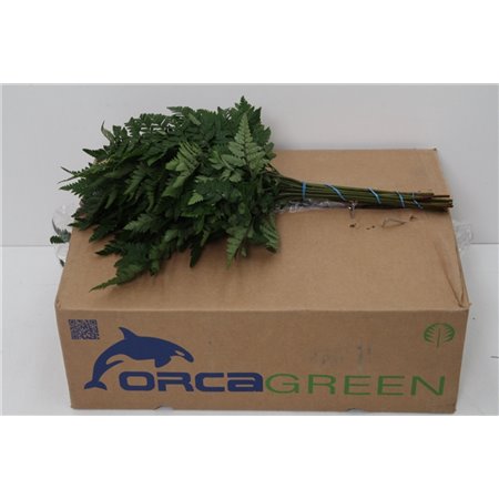 Praprot Small x20 (p. bunch) c1243