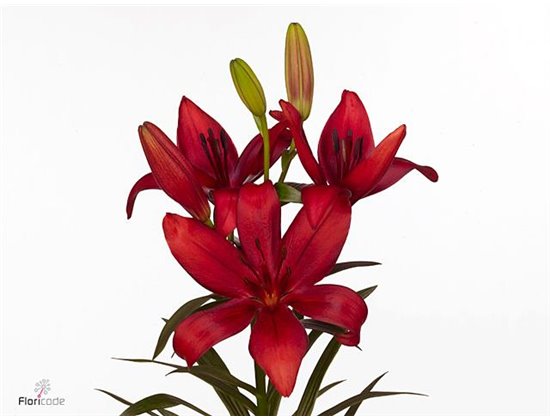 Lilija Longi x Aziatic Aqua Corleone c1257