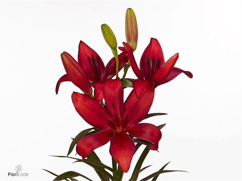 Lilija Longi x Aziatic Aqua Corleone c1257