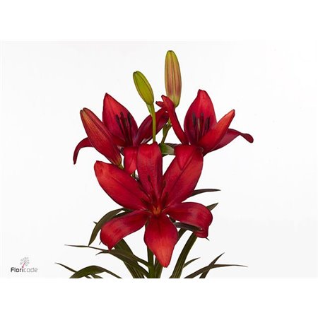 Lilija Longi x Aziatic Aqua Corleone c1257