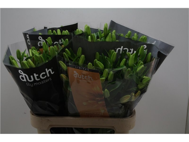 Lilija Longi x Aziatic Aqua Double Love c1258