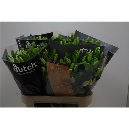 Lilija Longi x Aziatic Aqua Double Love c1258