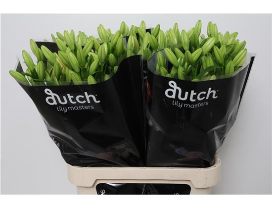 Lilija Longi x Aziatic Aqua Double Nugget c1260