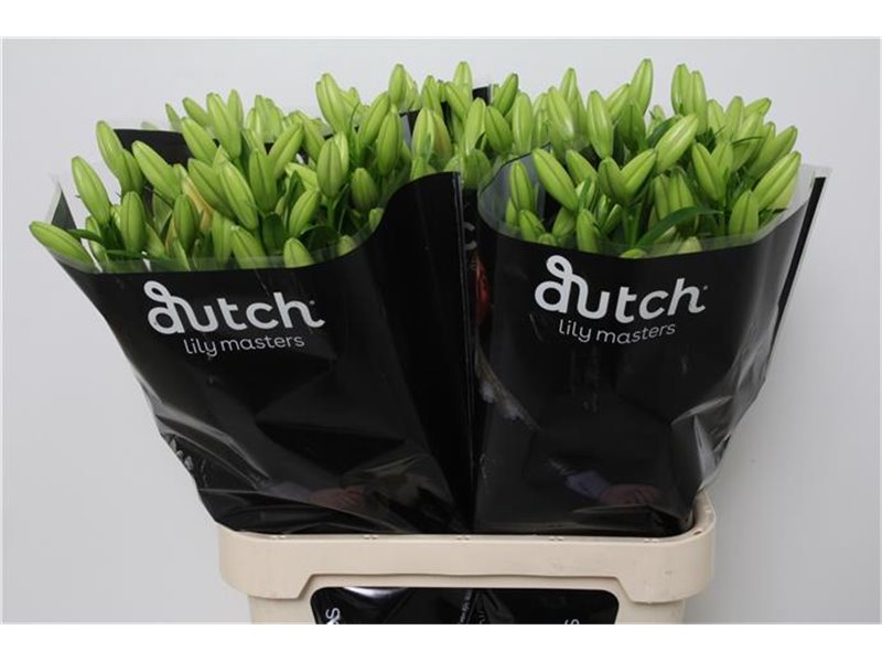 Lilija Longi x Aziatic Aqua Double Nugget c1260