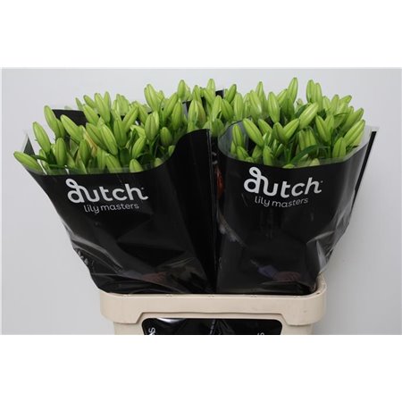 Lilija Longi x Aziatic Aqua Double Nugget c1260