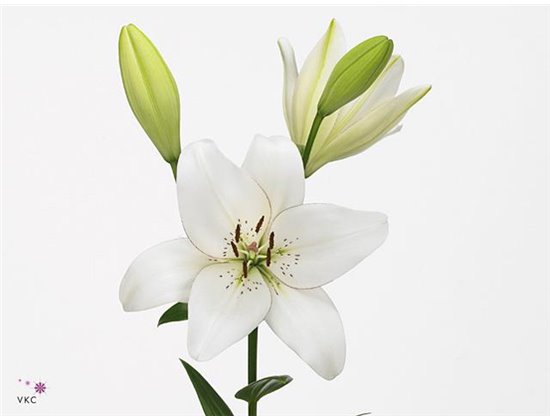 Lilija Longi x Aziatic Aqua Eyeliner c1262