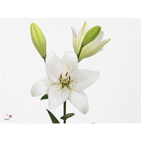 Lilija Longi x Aziatic Aqua Eyeliner c1262