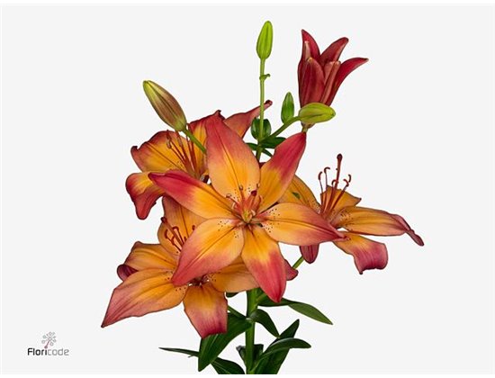 Lilija Longi x Aziatic Aqua Heartstrings c1263