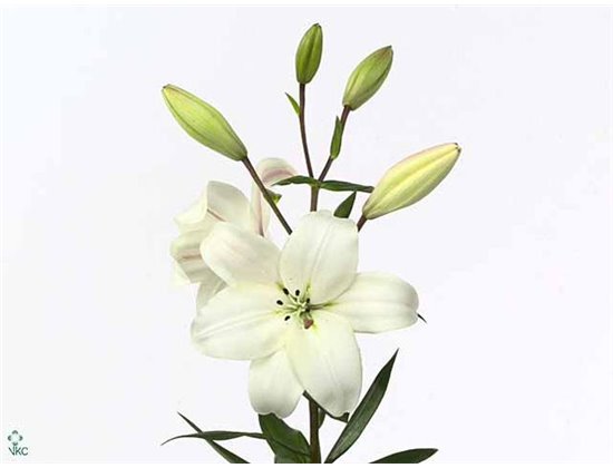 Lilija Longi x Aziatic Aqua Litouwen c1266