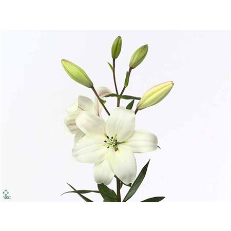 Lilija Longi x Aziatic Aqua Litouwen c1266