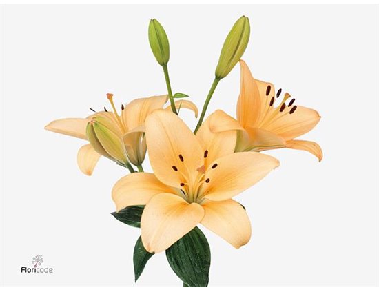 Lilija Longi x Aziatic Aqua Menorca c1267