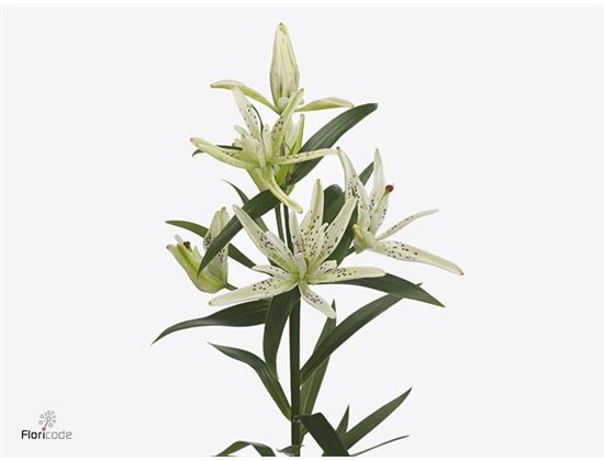 Lilija Longi x Aziatic Aqua Menorca c1268