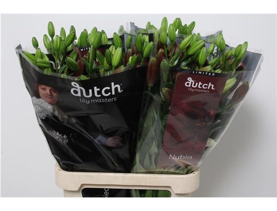 Lilija Longi x Aziatic Aqua Nubia c1269