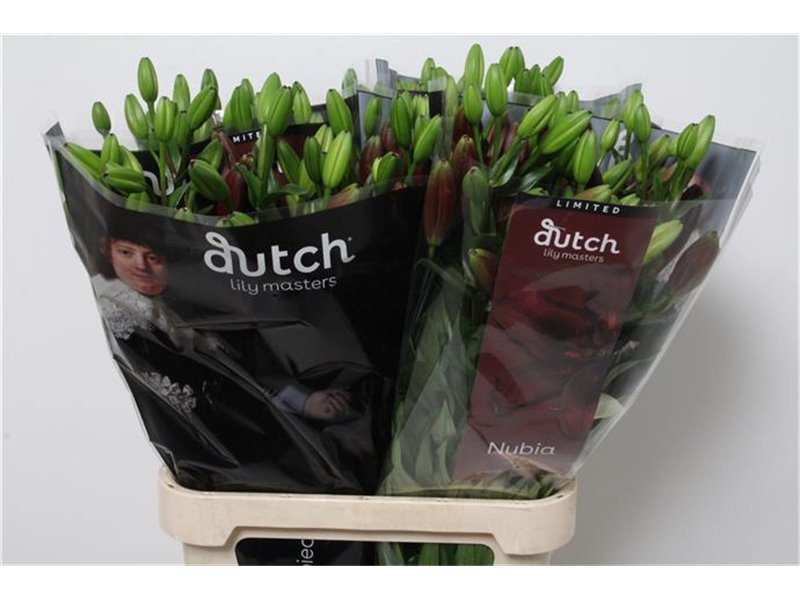 Lilija Longi x Aziatic Aqua Nubia c1269