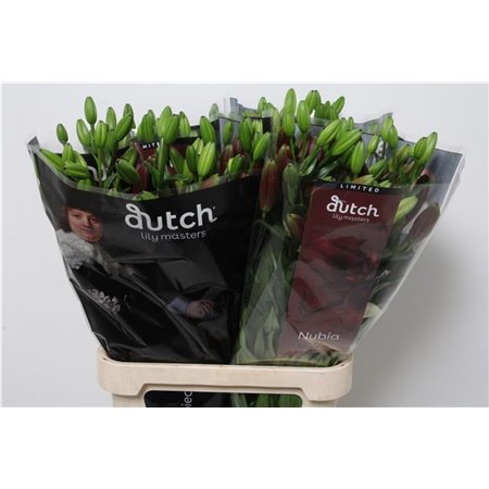 Lilija Longi x Aziatic Aqua Nubia c1269