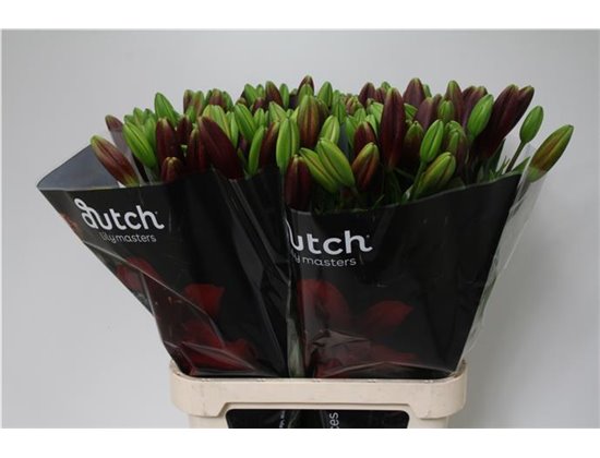 Lilija Longi x Aziatic Aqua Nubia c1270