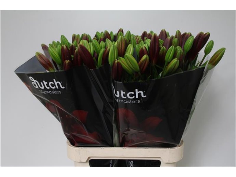 Lilija Longi x Aziatic Aqua Nubia c1270