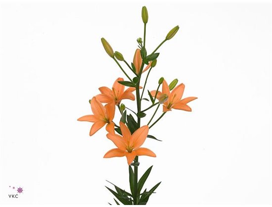 Lilija Longi x Aziatic Aqua Orange Cocotte c1272