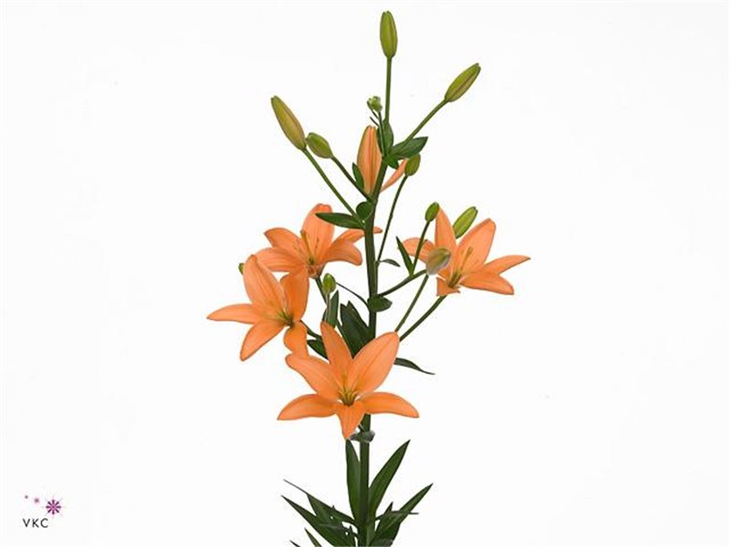 Lilija Longi x Aziatic Aqua Orange Cocotte c1272