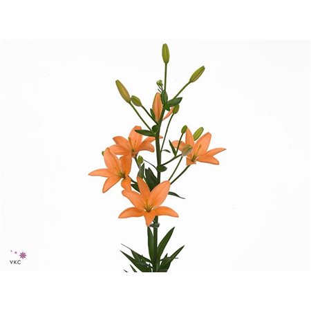 Lilija Longi x Aziatic Aqua Orange Cocotte c1272