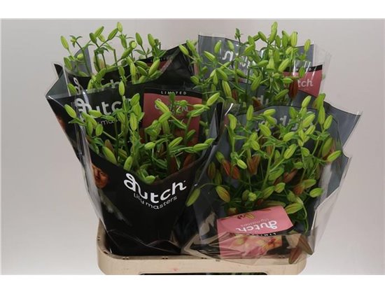 Lilija Longi x Aziatic Aqua Orange Cocotte c1273