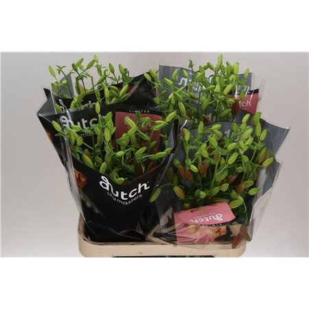 Lilija Longi x Aziatic Aqua Pink Madness c1274