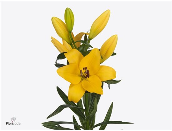 Lilija Longi x Aziatic Aqua Pompidou c1275