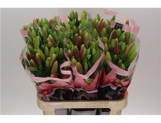 Lilija Longi x Aziatic Aqua Scotland c1276