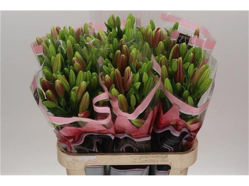 Lilija Longi x Aziatic Aqua Scotland c1276