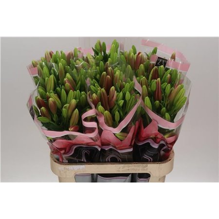 Lilija Longi x Aziatic Aqua Scotland c1276