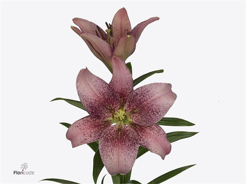 Lilija Longi x Aziatic Aqua Spotify Pink c1277