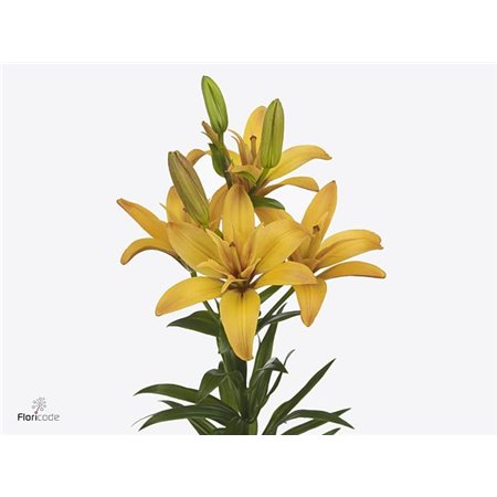 Lilija Longi x Aziatic Aqua Tirreno c1280