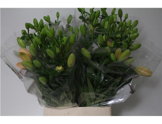 Lilija Longi x Aziatic Aqua Twinny Peach c1283