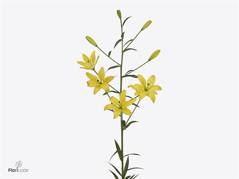 Lilija Longi x Aziatic Aqua Twinny Peach c1284