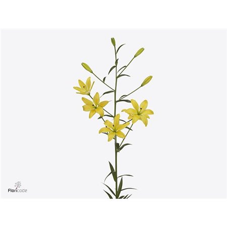 Lilija Longi x Aziatic Aqua Twinny Peach c1284