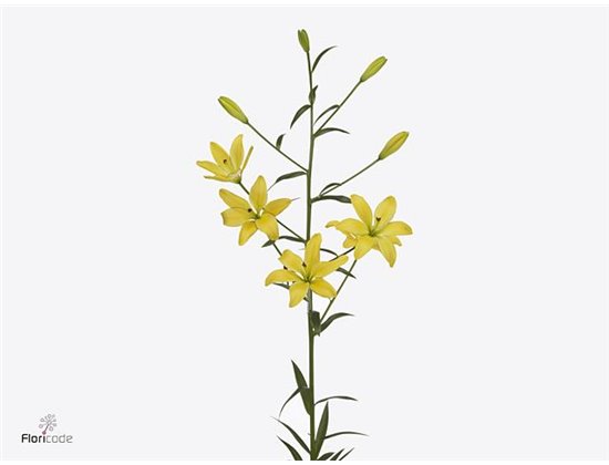 Lilija Longi x Aziatic Aqua Yellow Cocotte c1285