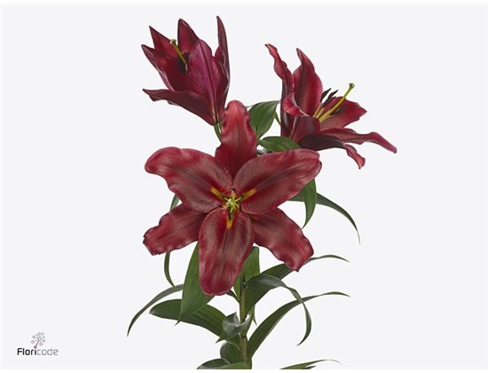 Lilija Oriental Aqua Lasting Love c1289