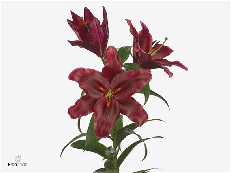 Lilija Oriental Aqua Lasting Love c1289