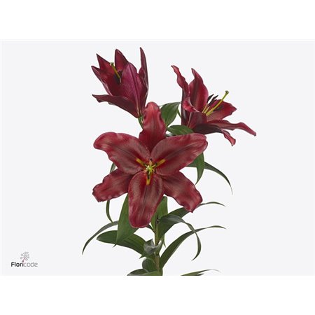 Lilija Oriental Aqua Lasting Love c1289