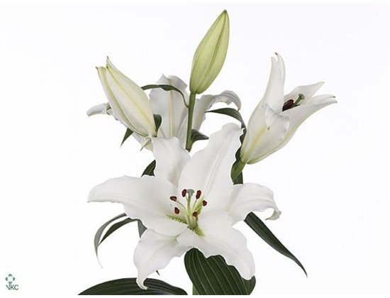 Lilija Oriental Aqua Pathos c1293