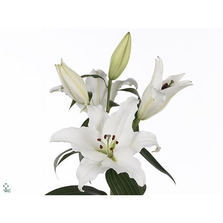 Lilija Oriental Aqua Pathos c1293