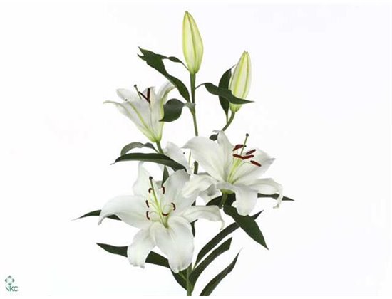 Lilija Oriental Aqua Santander c1295