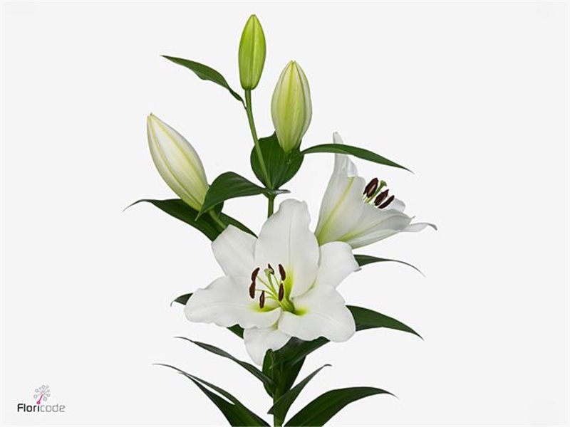 Lilija Oriental Aqua Tisento c1296