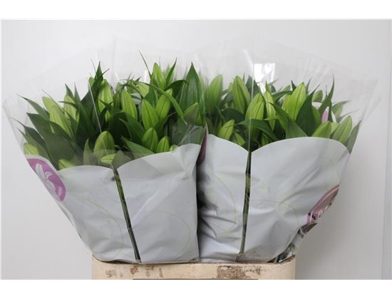 Lilija Oriental Aqua Tisento c1297