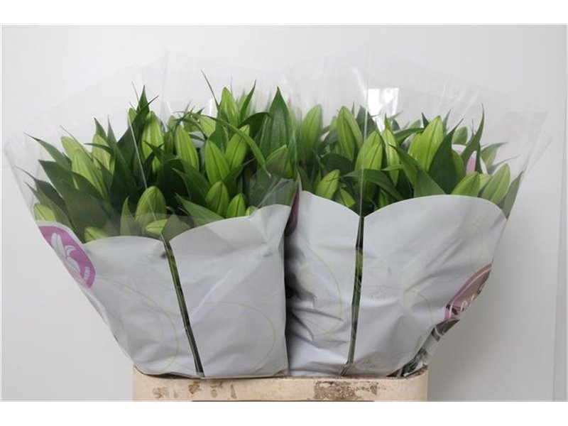 Lilija Oriental Aqua Tisento c1297