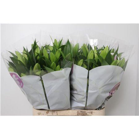 Lilija Oriental Aqua Tisento c1297