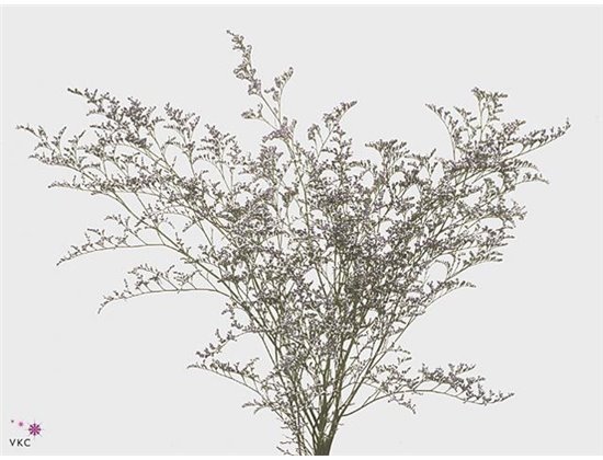 Limonium Misty Blue c1302